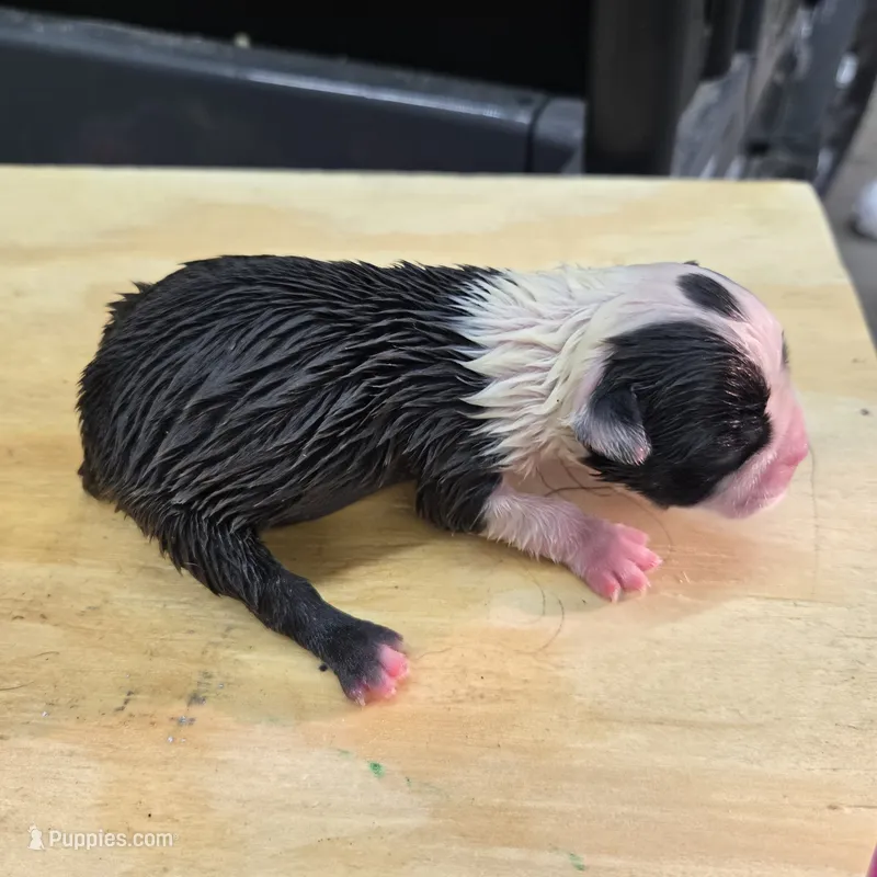 Lewis  – Boston Terrier puppy for sale in Van Wert, OH