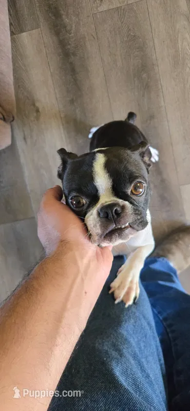 Minnie – Boston Terrier puppy for sale in Van Wert, OH