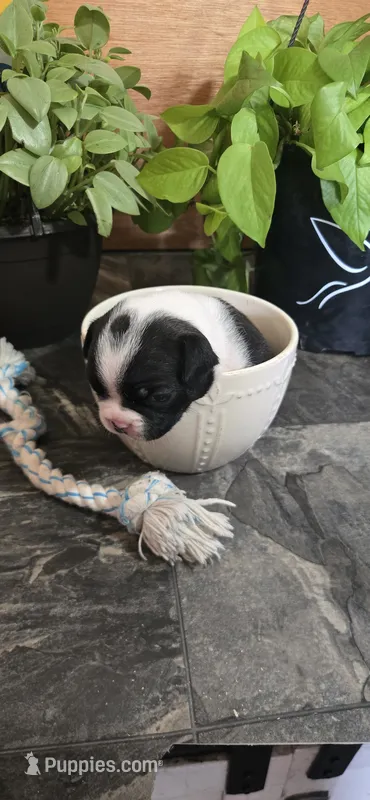 Sami – Boston Terrier puppy for sale in Van Wert, OH