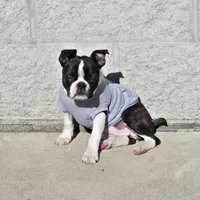 Minnie , a female Boston Terrier for sale in Van Wert, OH – Photo 2 of 3