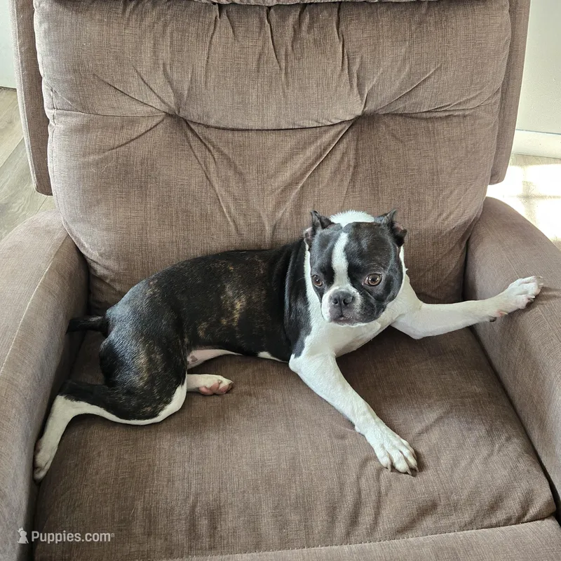 Minnie , a female Boston Terrier for sale in Van Wert, OH – Photo 1 of 3