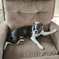 Minnie , a female Boston Terrier for sale in Van Wert, OH – Photo 1 of 3