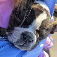 Minnie , a female Boston Terrier for sale in Van Wert, OH – Photo 3 of 3