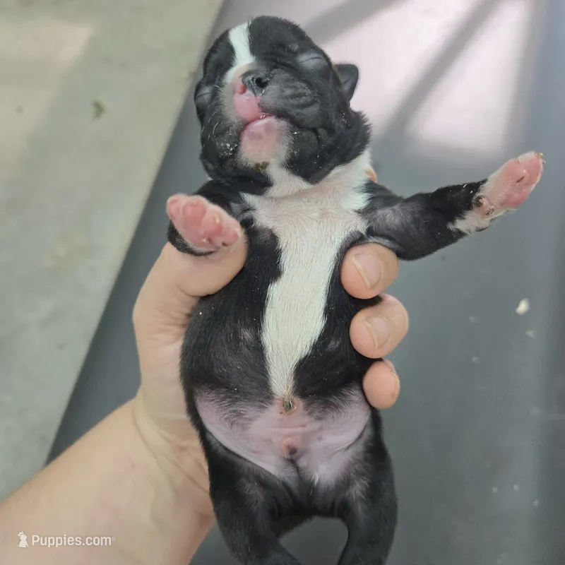 Marlow – Boston Terrier puppy for sale in Van Wert, OH