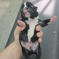 Marlow, a male Boston Terrier for sale in Van Wert, OH – 1 of 3