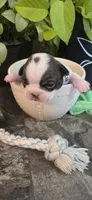 Luah, a female Boston Terrier for sale in Van Wert, OH – 2 of 3