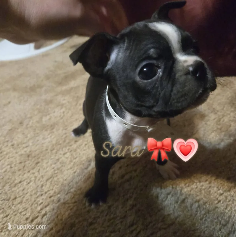 Sara – Boston Terrier puppy for sale in Van Wert, OH