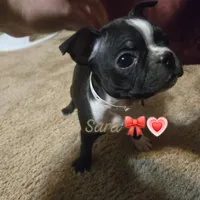 Sara, a female Boston Terrier for sale in Van Wert, OH – 3 of 4