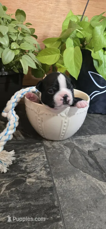 Mindy – Boston Terrier puppy for sale in Van Wert, OH