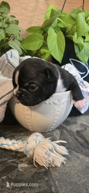 Marlow – Boston Terrier puppy for sale in Van Wert, OH