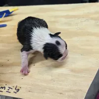 Luah, a female Boston Terrier for sale in Van Wert, OH – 2 of 3