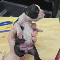 Luah, a female Boston Terrier for sale in Van Wert, OH – 1 of 3