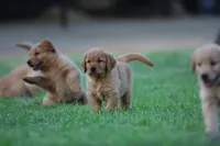 Shadow, a male Golden Retriever for sale in Bakersfield, CA – 2 of 2