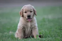 Tank, a male Golden Retriever for sale in Bakersfield, CA – 1 of 3