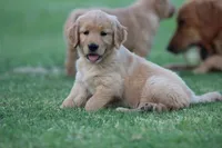 Tank, a male Golden Retriever for sale in Bakersfield, CA – 2 of 3