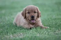 Shadow, a male Golden Retriever for sale in Bakersfield, CA – 1 of 2