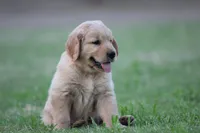 Tank, a male Golden Retriever for sale in Bakersfield, CA – 3 of 3