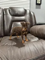 Miniature pinscher, a male Miniature Pinscher for sale in Hesperia, CA – 2 of 2