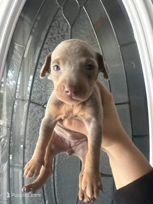 Miniature pinscher – Miniature Pinscher puppy for sale in Hesperia, CA