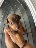 Miniature pinscher, a male Miniature Pinscher for sale in Hesperia, CA – 1 of 1