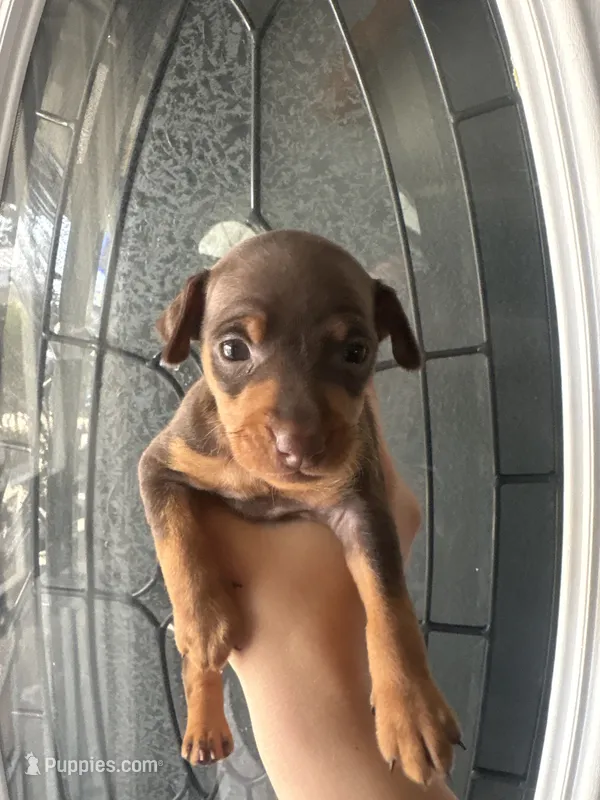 Miniature pinscher – Miniature Pinscher puppy for sale in Hesperia, CA