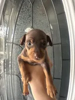Miniature pinscher, a female Miniature Pinscher for sale in Hesperia, CA – 1 of 1
