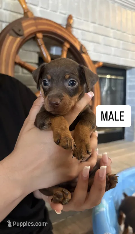 Miniature pinscher, a male Miniature Pinscher for sale in Hesperia, CA – 1 of 1