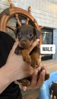 Miniature pinscher, a male Miniature Pinscher for sale in Hesperia, CA – 1 of 1