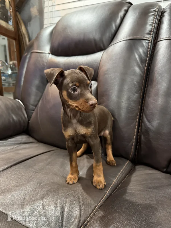 Miniature pinscher – Miniature Pinscher puppy for sale in Hesperia, CA