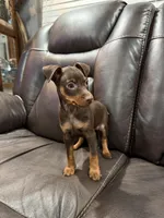 Miniature pinscher, a male Miniature Pinscher for sale in Hesperia, CA – 1 of 2