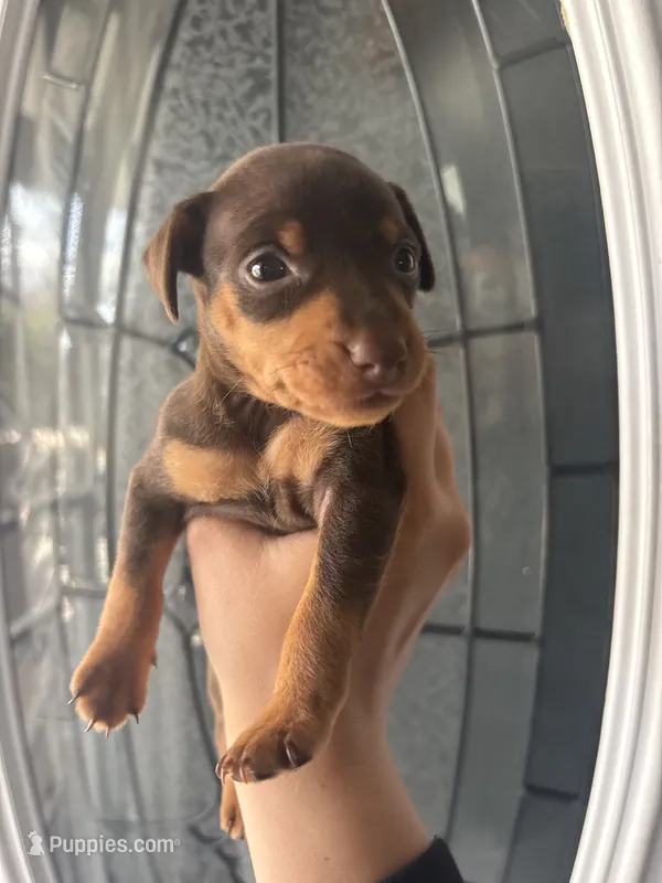 Miniature pinscher – Miniature Pinscher puppy for sale in Hesperia, CA
