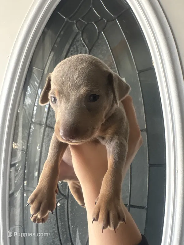 Miniature pinscher – Miniature Pinscher puppy for sale in Hesperia, CA
