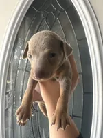 Miniature pinscher, a male Miniature Pinscher for sale in Hesperia, CA – 1 of 1