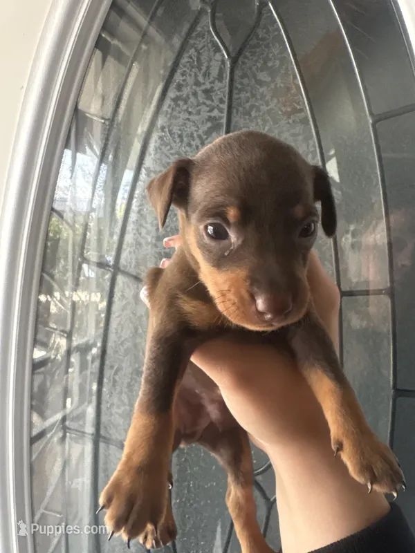 Miniature pinscher – Miniature Pinscher puppy for sale in Hesperia, CA