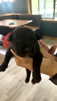 Bullmastiff Female Pink Collar Dahlia’s Litter, a female Bullmastiff for sale in Harrison, MI – 4 of 4