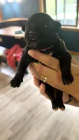 Bullmastiff Female Pink Collar Dahlia’s Litter, a female Bullmastiff for sale in Harrison, MI – 2 of 4