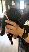 Bullmastiff Female Pink Collar Dahlia’s Litter, a female Bullmastiff for sale in Harrison, MI – 1 of 4