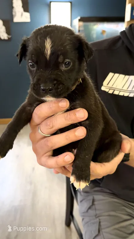 Bullmastiff Male 2 Brown Collar Violet’s litter  – Bullmastiff puppy for sale in Harrison, MI