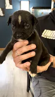 Bullmastiff Male 2 Brown Collar Violet’s litter , a male Bullmastiff for sale in Harrison, MI – 1 of 3