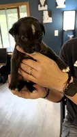 Bullmastiff Male 2 Brown Collar Violet’s litter , a male Bullmastiff for sale in Harrison, MI – 2 of 3