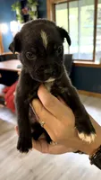 Bullmastiff Male 2 Brown Collar Violet’s litter , a male Bullmastiff for sale in Harrison, MI – 3 of 3