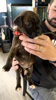 Bullmastiff Male 1 Red Collar Violet’s Litter, a male Bullmastiff for sale in Harrison, MI – 3 of 3