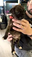 Bullmastiff Male 1 Red Collar Violet’s Litter, a male Bullmastiff for sale in Harrison, MI – 2 of 3