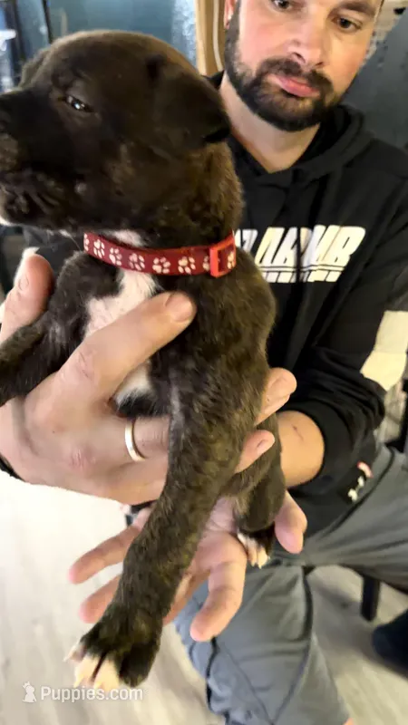 Bullmastiff Male 1 Red Collar Violet’s Litter – Bullmastiff puppy on hold in Harrison, MI