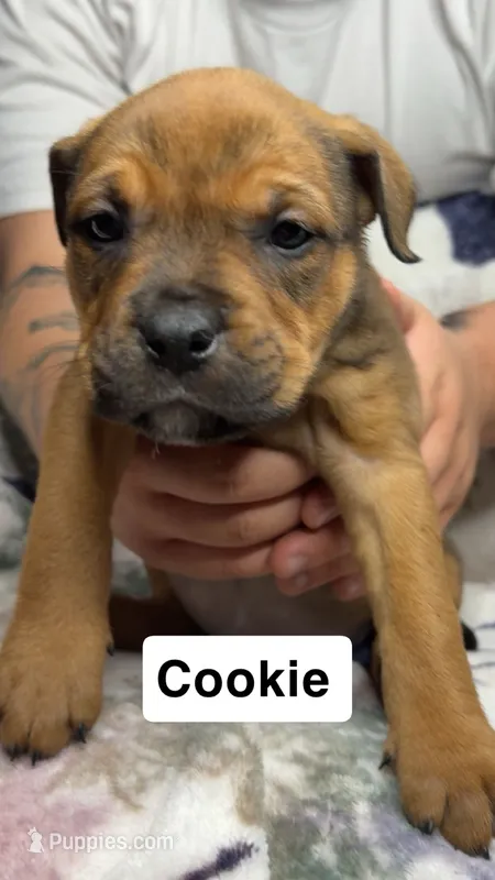 Cookie – Rottweiler, American Bully puppy on hold in Arvada, CO