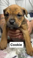 Cookie, a female Rottweiler and American Bully for sale in Arvada, CO – 1 of 1