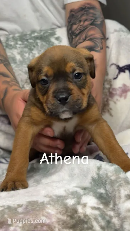 Athena  – American Bulldog, Rottweiler puppy for sale in Arvada, CO