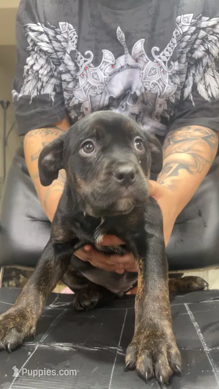 Nova  – Rottweiler, American Bully puppy for sale in Arvada, CO