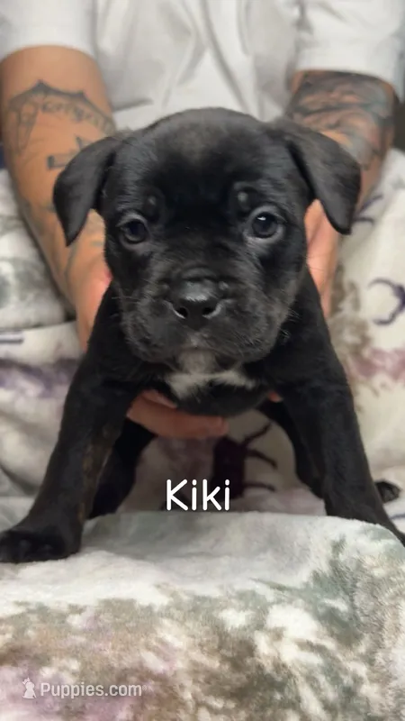 Kiki  – American Bulldog, Rottweiler puppy for sale in Arvada, CO