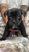 Kiki , a female American Bulldog and Rottweiler for sale in Arvada, CO – 1 of 1
